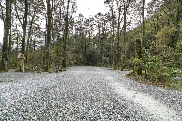 Дорога Зеленая Роща Дереве Территории Лагеря Милфорд Саунд Новая Зеландия — стоковое фото