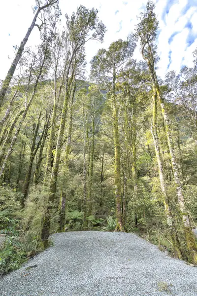 Зеленая Роща Дереве Лагере Милфорд Саунд Новая Зеландия — стоковое фото