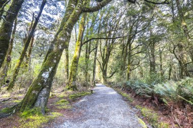 Ahşap geçit yağmur ormanlarında. Yosunlu ağaçlar ve çok sayıda ferns batıyor. Haast, West Coast, Yeni Zelanda