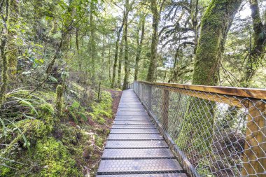 Ahşap geçit yağmur ormanlarında. Yosunlu ağaçlar ve çok sayıda ferns batıyor. Haast, West Coast, Yeni Zelanda