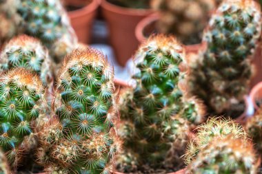 Kaktüs ile görünümü kapatın