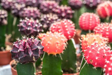 Kaktüs ile görünümü kapatın