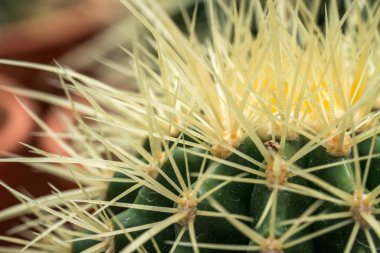 Kaktüs ile görünümü kapatın