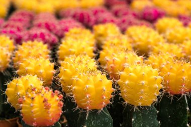 Kaktüs ile görünümü kapatın