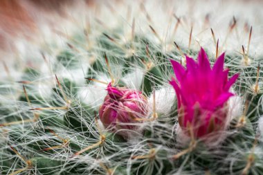 Kaktüs ile görünümü kapatın