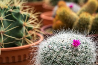 Kaktüs ile görünümü kapatın