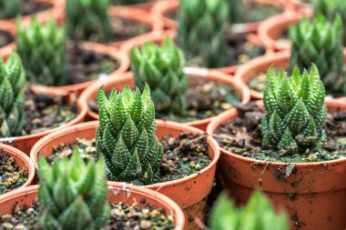 Kaktüs ile görünümü kapatın