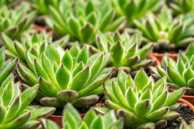 Kaktüs ile görünümü kapatın