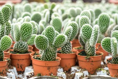 Kaktüs ile görünümü kapatın