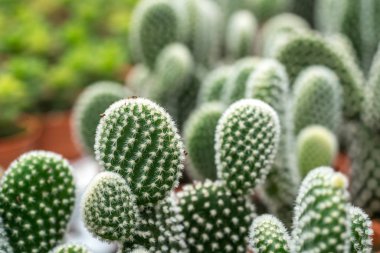 Kaktüs ile görünümü kapatın