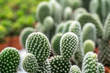 Kaktüs ile görünümü kapatın