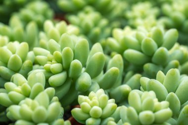 Kaktüs ile görünümü kapatın