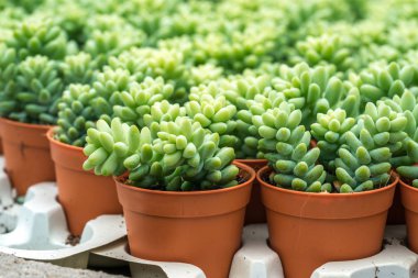 Kaktüs ile görünümü kapatın