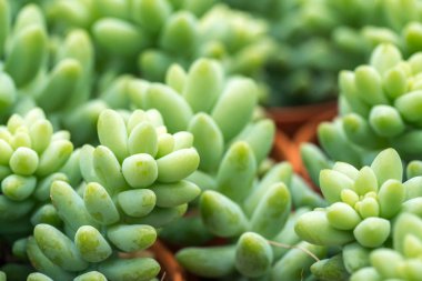 Kaktüs ile görünümü kapatın