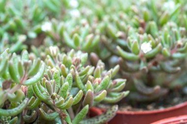 Kaktüs ile görünümü kapatın