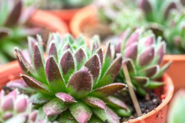 Kaktüs ile görünümü kapatın