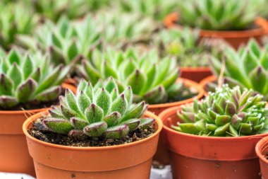 Kaktüs ile görünümü kapatın