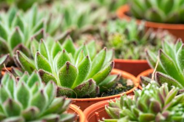 Kaktüs ile görünümü kapatın