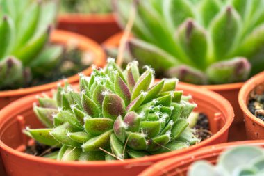 Kaktüs ile görünümü kapatın