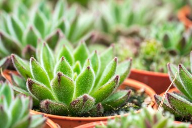 Kaktüs ile görünümü kapatın