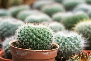 Kaktüs ile görünümü kapatın