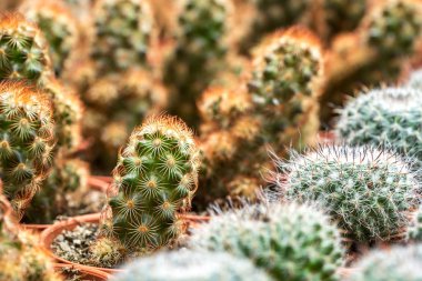 Kaktüs ile görünümü kapatın