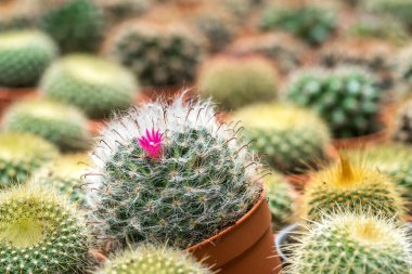 Kaktüs ile görünümü kapatın