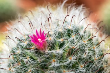 Kaktüs ile görünümü kapatın