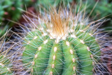 Kaktüs ile görünümü kapatın