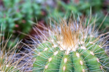 Kaktüs ile görünümü kapatın