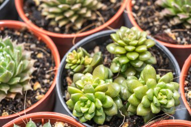 Kaktüs ile görünümü kapatın