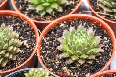 Kaktüs ile görünümü kapatın