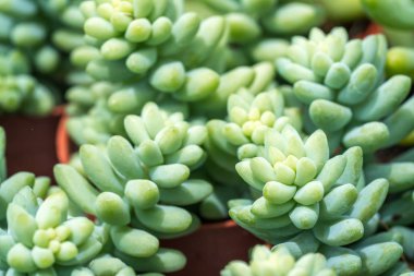 Kaktüs ile görünümü kapatın