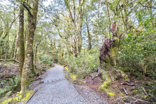 Pasarela Madera Selva Tropical Hundiéndose Árboles Musgosos Numerosos Helechos Haast —  Fotos de Stock