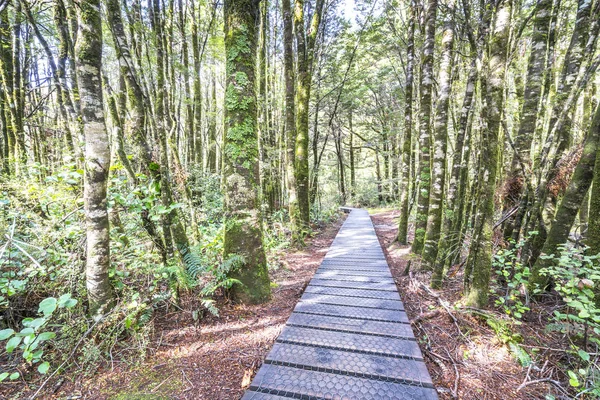 Wooden Walkway Rain Forest Sinking Mossy Trees Numerous Ferns Haast — Stock Photo, Image