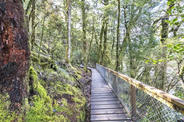 Pasarela Madera Selva Tropical Hundiéndose Árboles Musgosos Numerosos Helechos Haast —  Fotos de Stock