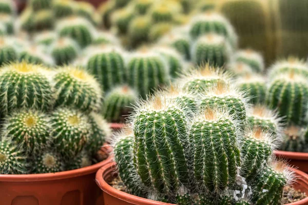 Cactus with close up view — Stock Photo, Image
