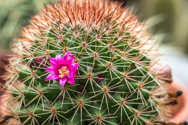 Cactus with close up view — Stock Photo, Image