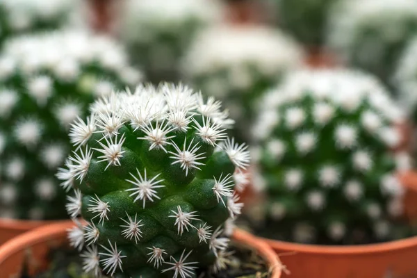 Cactus with close up view — Stock Photo, Image