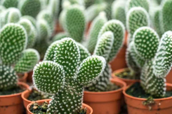 Cactus with close up view — Stock Photo, Image