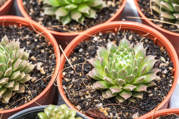 Cactus with close up view — Stock Photo, Image