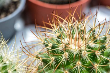 Kaktüs ile görünümü kapatın