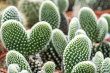 Kaktüs ile görünümü kapatın