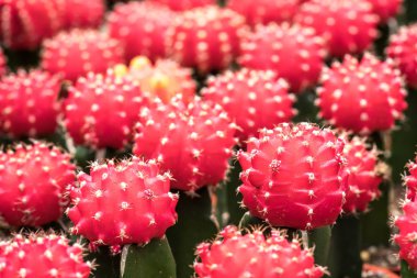 Kaktüs ile görünümü kapatın