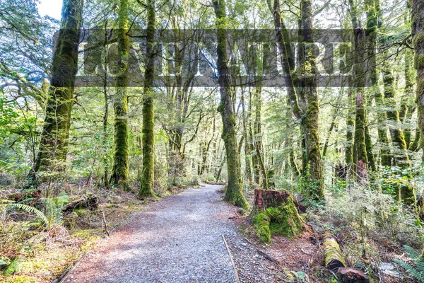 Ξύλινα Διάδρομος Στο Τροπικό Δάσος Βύθιση Ποώδη Δέντρα Και Πολυάριθμες — Φωτογραφία Αρχείου