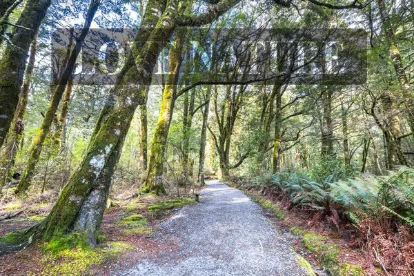 Pasarela Madera Selva Tropical Hundiéndose Árboles Musgosos Numerosos Helechos Haast —  Fotos de Stock