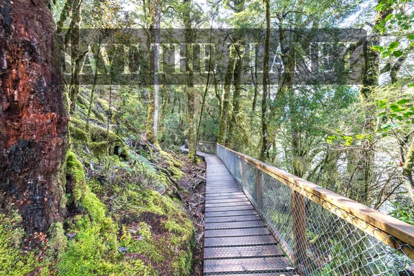 在雨林里的木制走道 在长满苔藓的树木和许多蕨类植物下沉 哈斯特 新西兰西海岸 — 图库照片