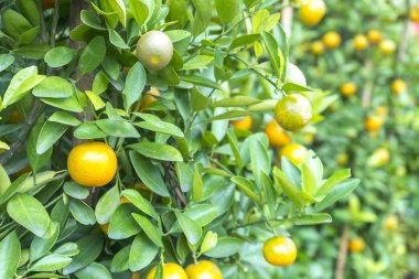 Taze limon bahçesinde ağaç üzerinde