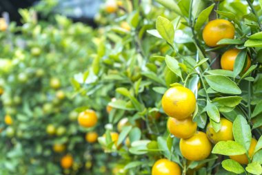 Taze limon bahçesinde ağaç üzerinde