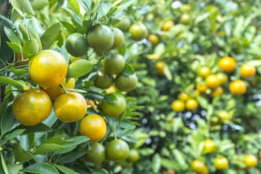 Taze limon bahçesinde ağaç üzerinde